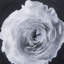 Black And White Flower Epoxy B Print