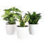 Live Low Light Houseplant Set-70535092
