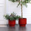 Pot à fleurs rond rouge en céramique-1193320585