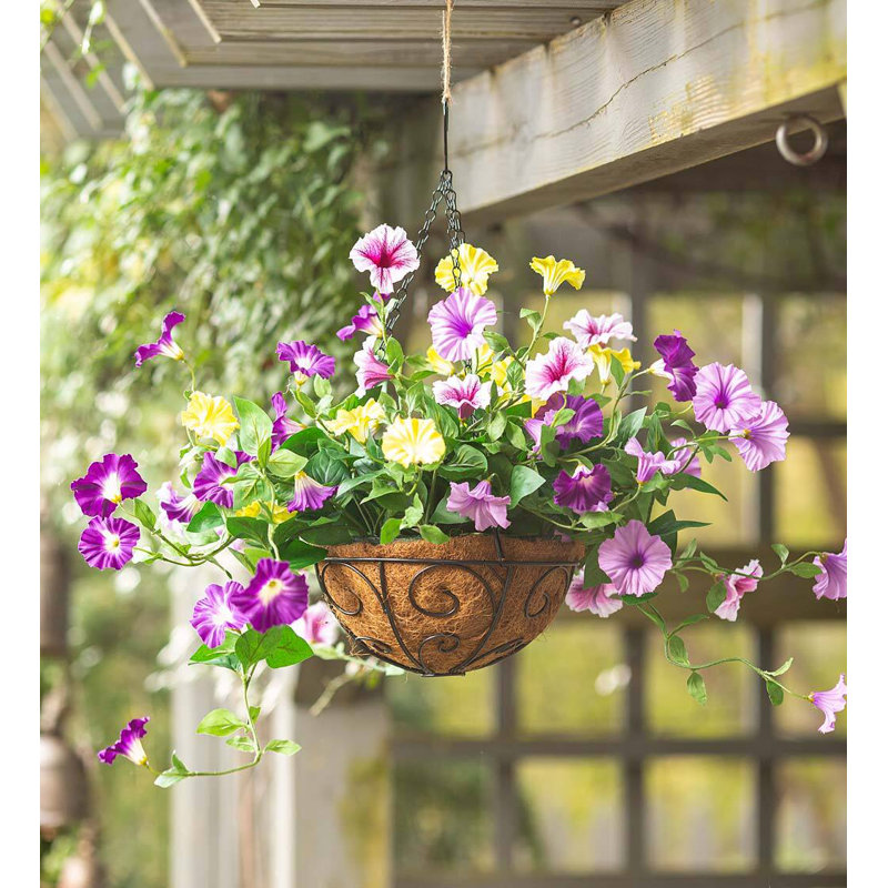 Pétunia mélangé dans un panier