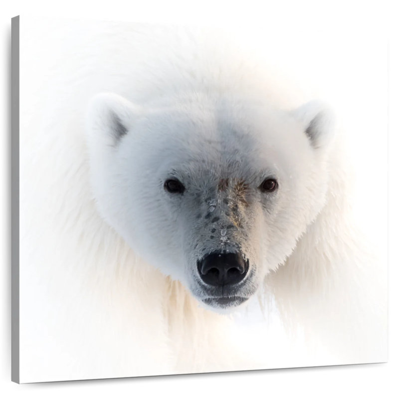 Portrait d'un ours polaire, H 10 po x l 10 po