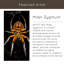 «Intricate Spider Web» par Milan Zygmunt, reproduction d'art sur toile encadrée-1159573615