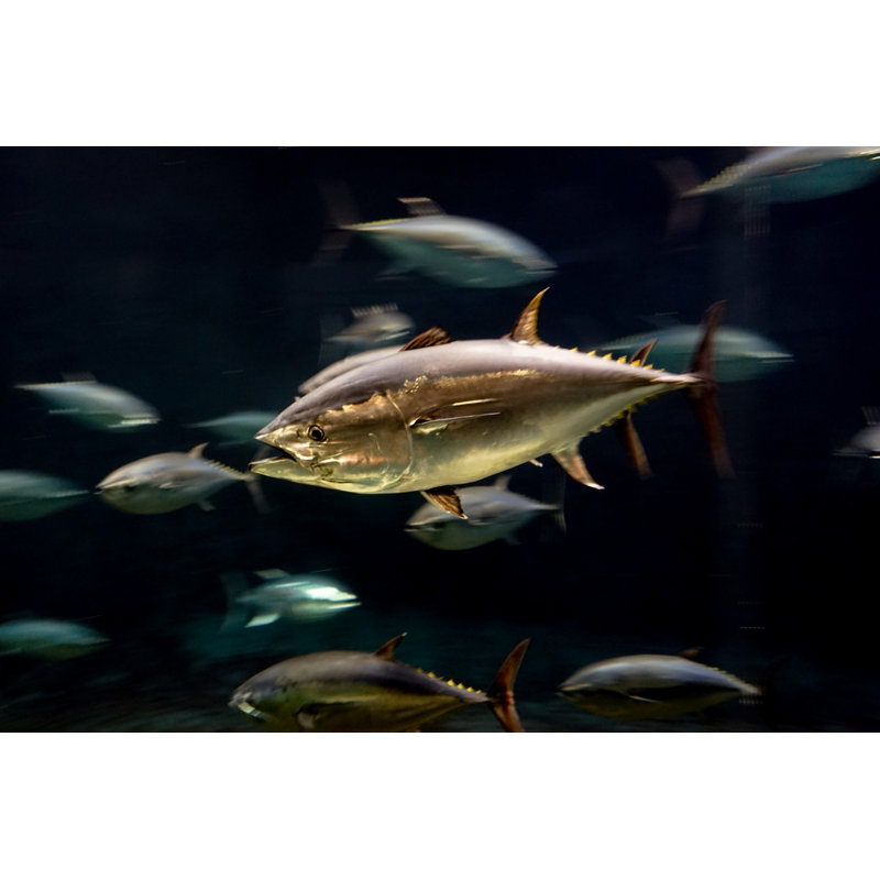 Goodge Tuna - Wrapped Canvas Print, 20cm H x 30cm W x 3.8cm D