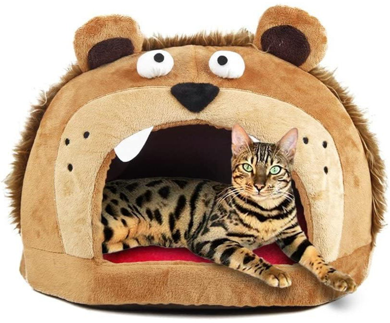 Dôme Danisa Roar Bear