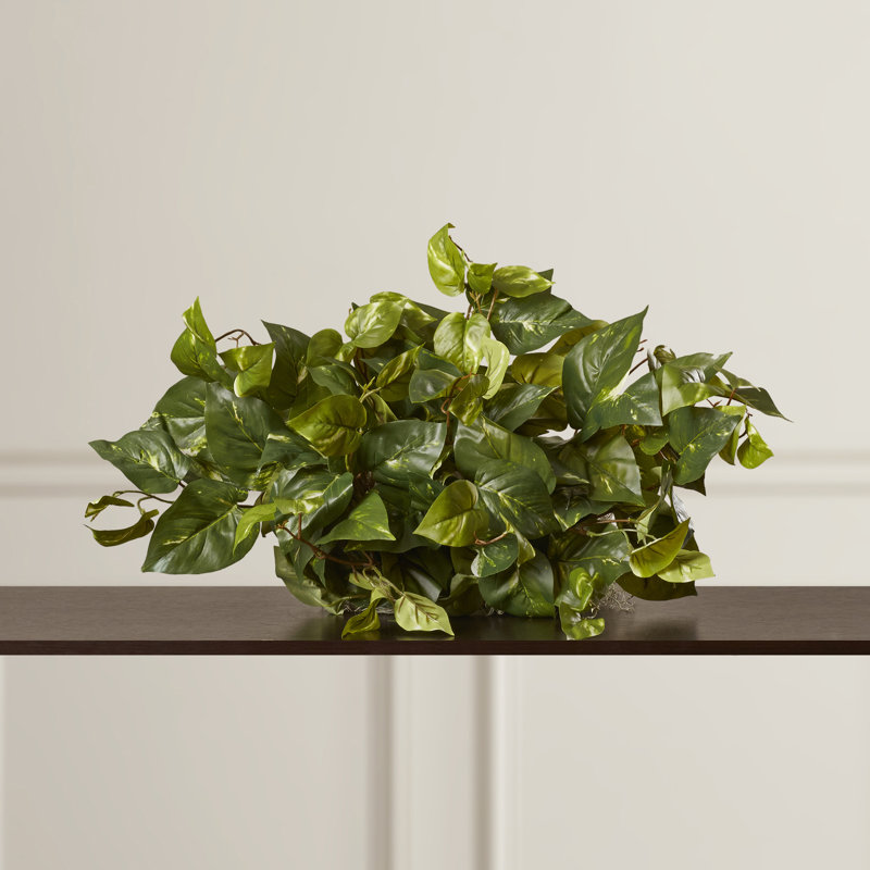 Pothos Ledge Plant Silk Plant
