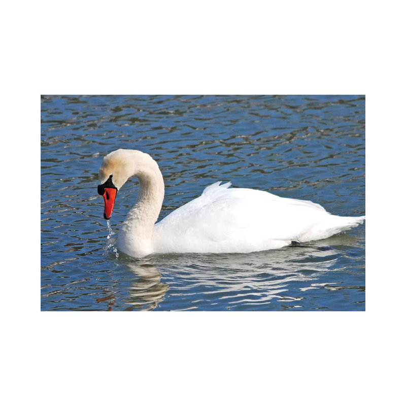 Mute Swan by Brian Wolf - Wrapped Canvas Print, 20.32cm H x 30.48cm W x 1.91cm D