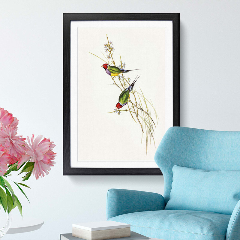 Beautiful Grass Finch by Elizabeth Gould - Single Picture Frame Painting, Black Framed, 33cm H x 24cm W x 2cm D