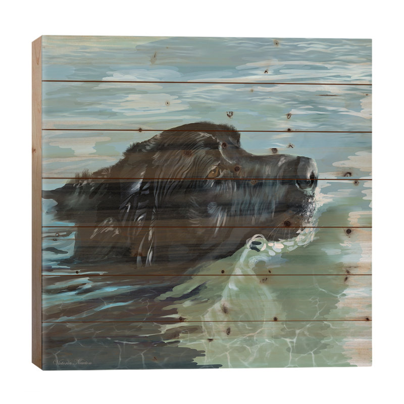 Black Lab Natation