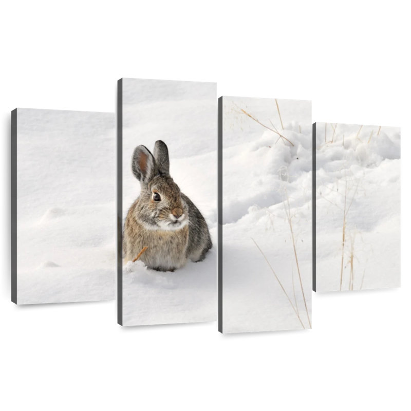 Brampt Rabbit In Snow