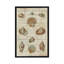 « shell collection ii », reproduction d’impression sur toile tendue-20811594-72672044-72672045