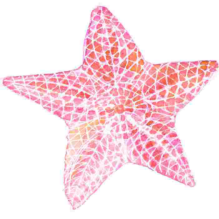 Coral Starfish - Toile tendue, art textuel, H 12 po x l 12 po