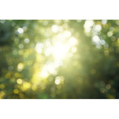 " Green Bokeh In Forest "