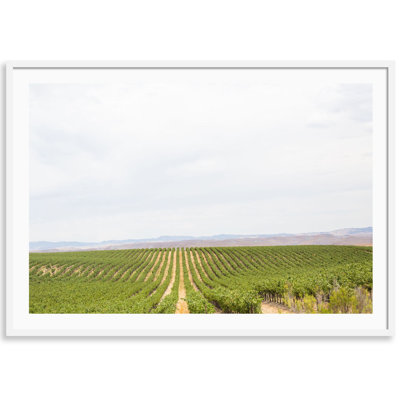 Napa Vines Print by Carly Tabak