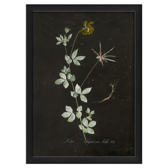 Lotus Botanical Black Framed Contemporary Poster
