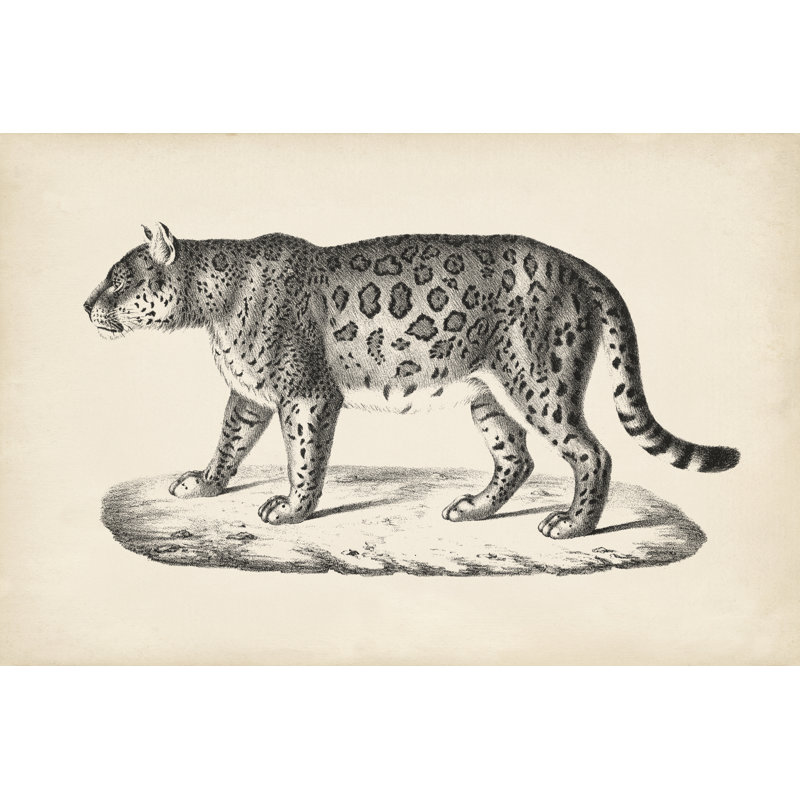 Brodtmann Female Leopard - Painting, 51 cm H x 76 cm W, Wrapped Canvas