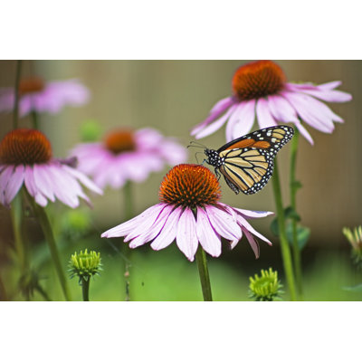 Monarch Butterfly - Wrapped Canvas Print