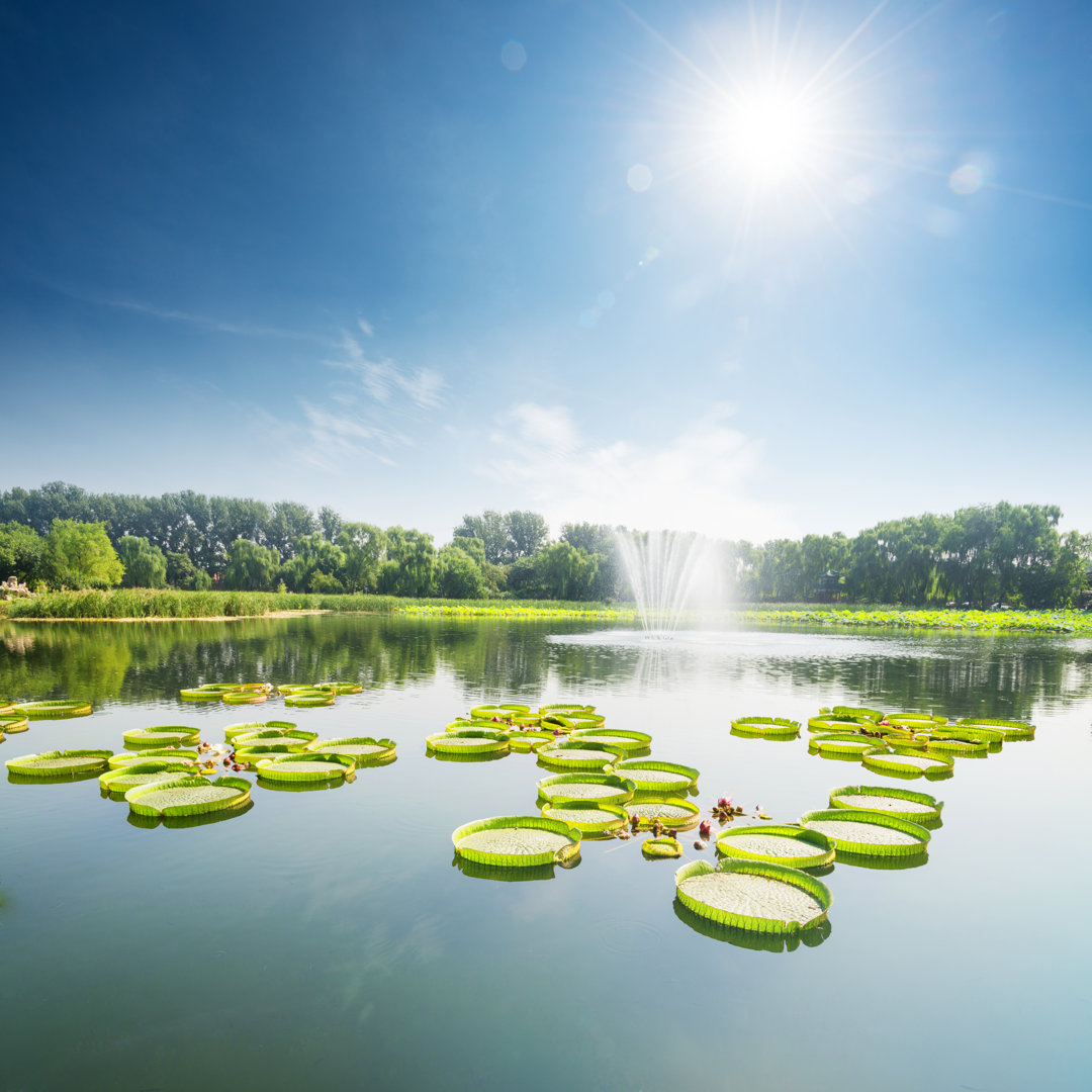 Lotus Leaf - Kunstdrucke auf Segeltuch