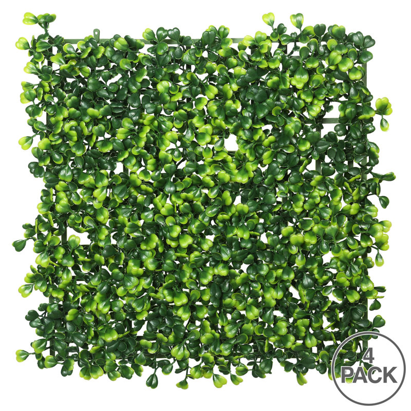 Plante buis matt
