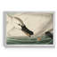 Trumpeter Swan - reproduction d'art sur toile-1014097685-1014097682