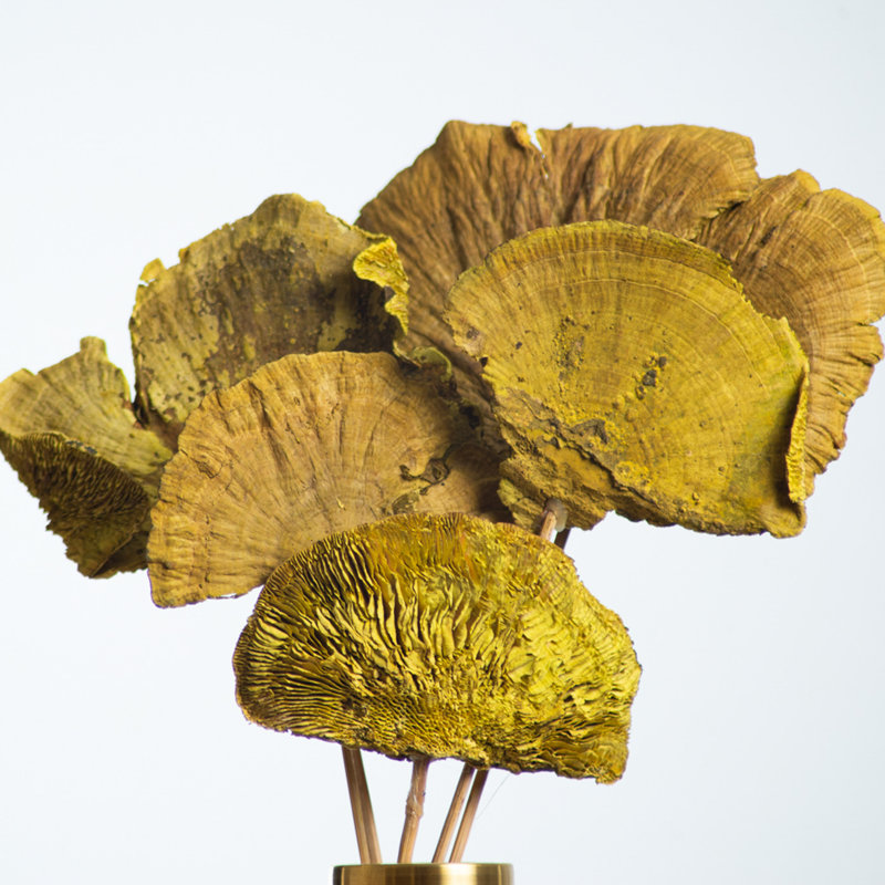 Champignon éponge naturel préservé dans un vase, Or