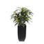4'H Artifical Dracaena Plant In Black Tin Planter