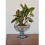 Bol décoratif en verre Elizebth