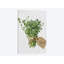 «Thyme», impression sur toile-72232242-72232243-32865103