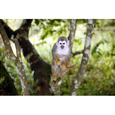Closeup Squirrel Monkey - Wrapped Canvas Print