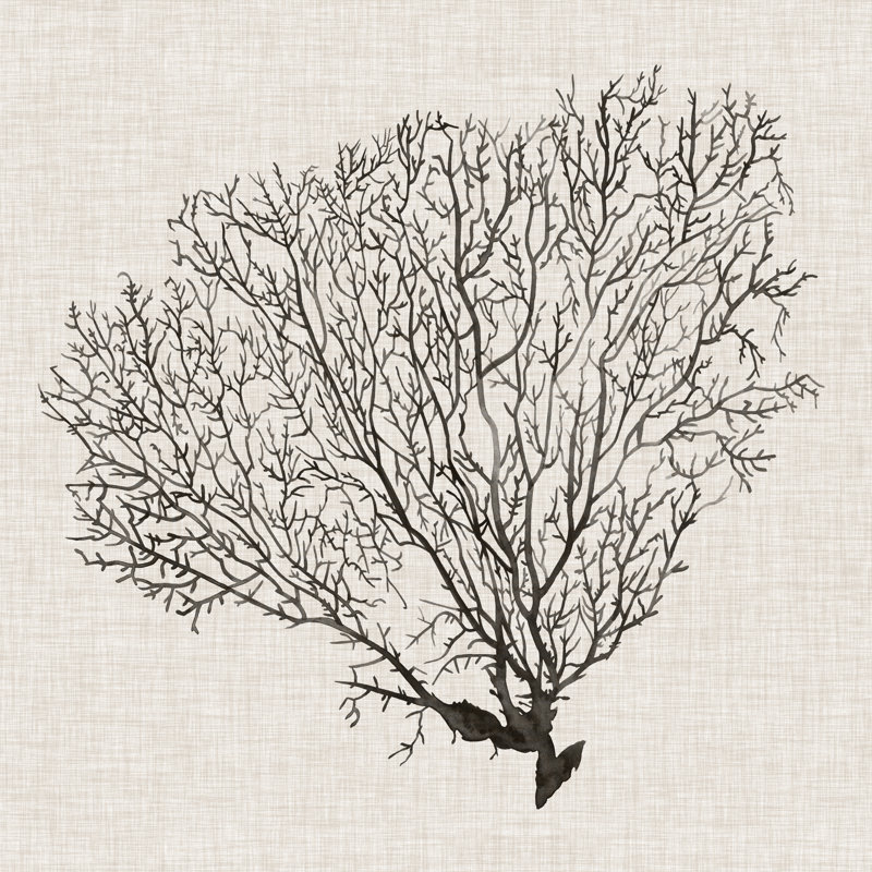 Shadow Sea Fan IV by Grace Popp - Wrapped Canvas Painting, 30cm H x 30cm W x 3.8cm D