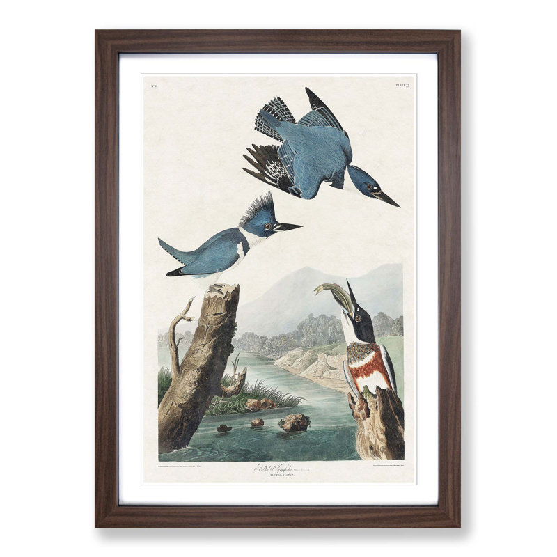 Belted Kingfishers by John Audubon - Single Picture Frame Painting, 63cm H x 45cm W x 2cm D, Walnut Framed