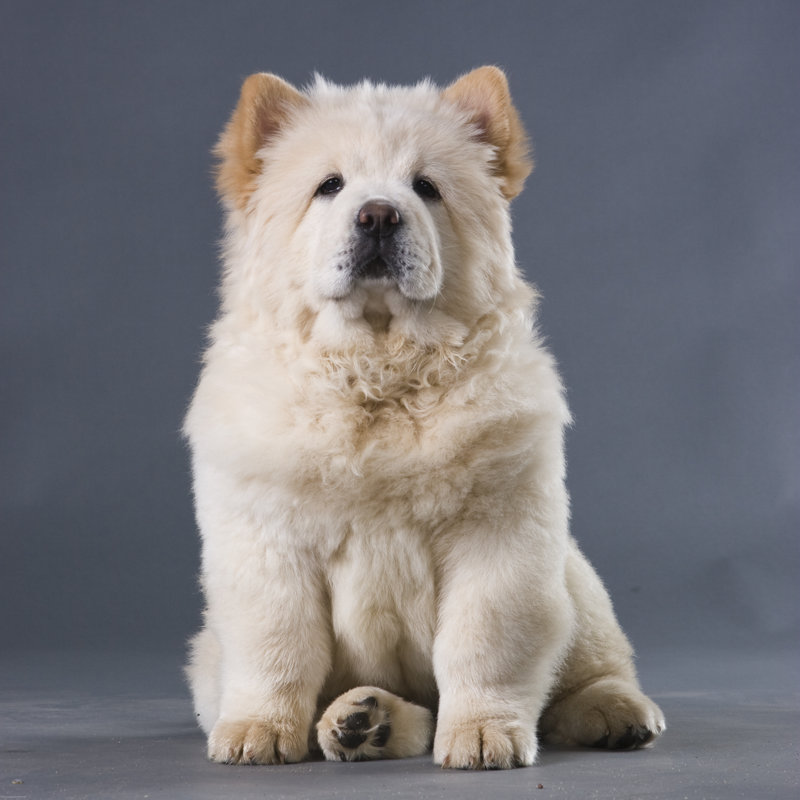Chow Chow Puppy - Wrapped Canvas Print, 122cm H x 122cm W x 3.8cm D