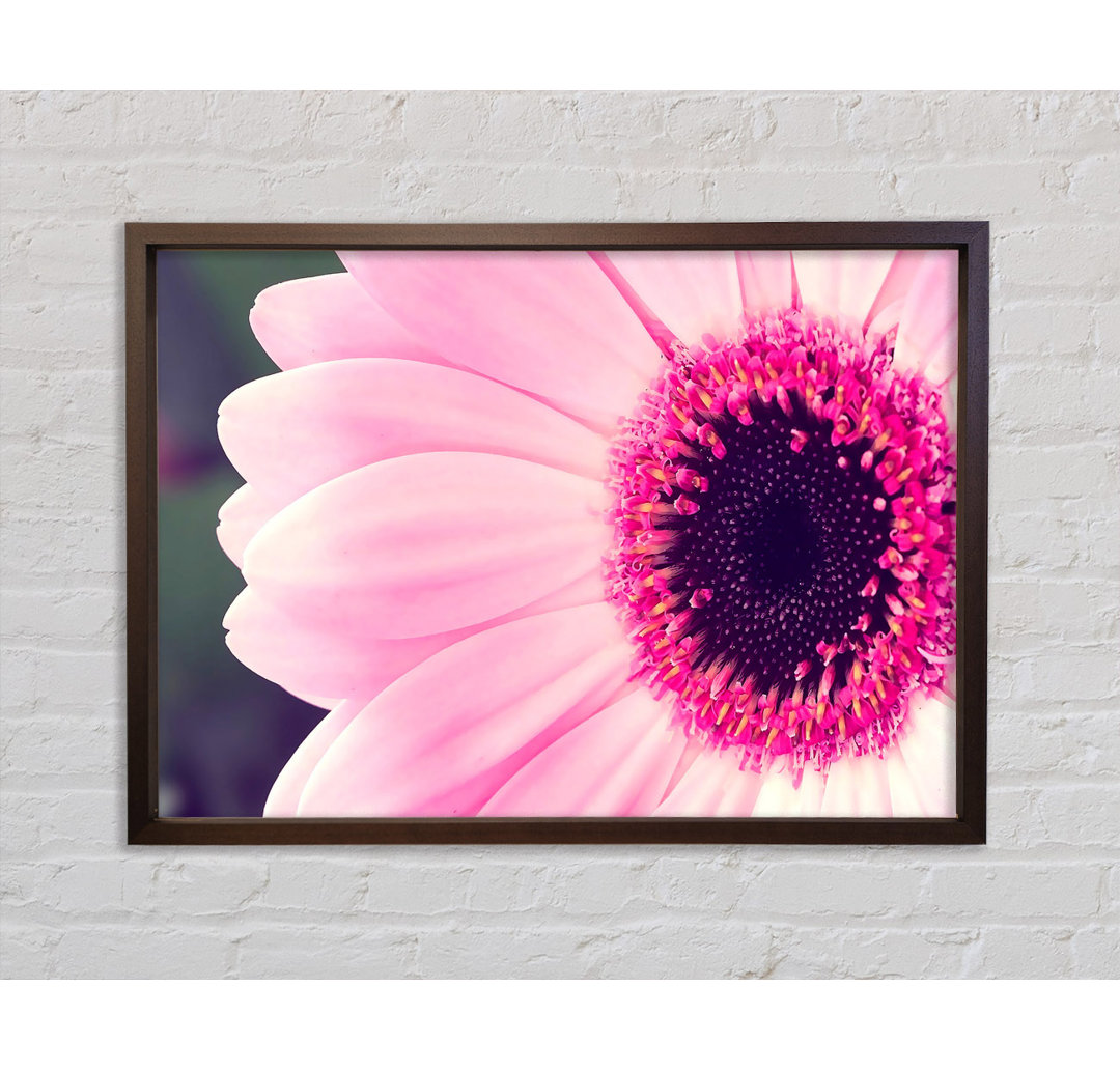 Gerbera Daisy Centre - Einzelner Bilderrahmen Kunstdrucke auf Leinwand