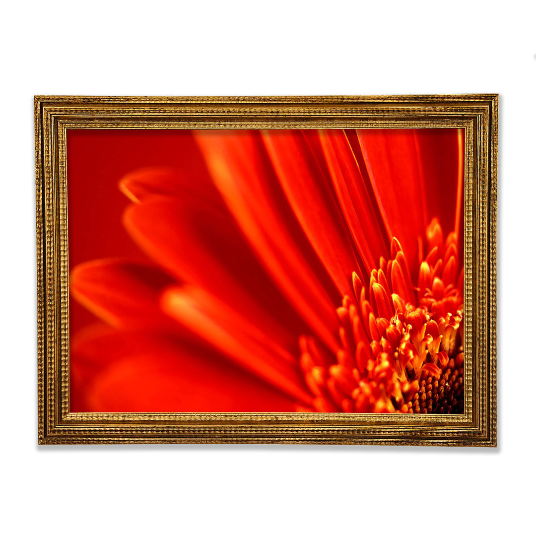 Rot-orange Gerbera-Blütenblätter Gerahmter Druck