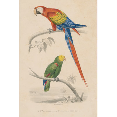 Parrot Study 1 Piece Wrapped Canvas Painting