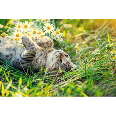Cat Lying On The Back In The Garden by Vvvita - Wrapped Canvas Print