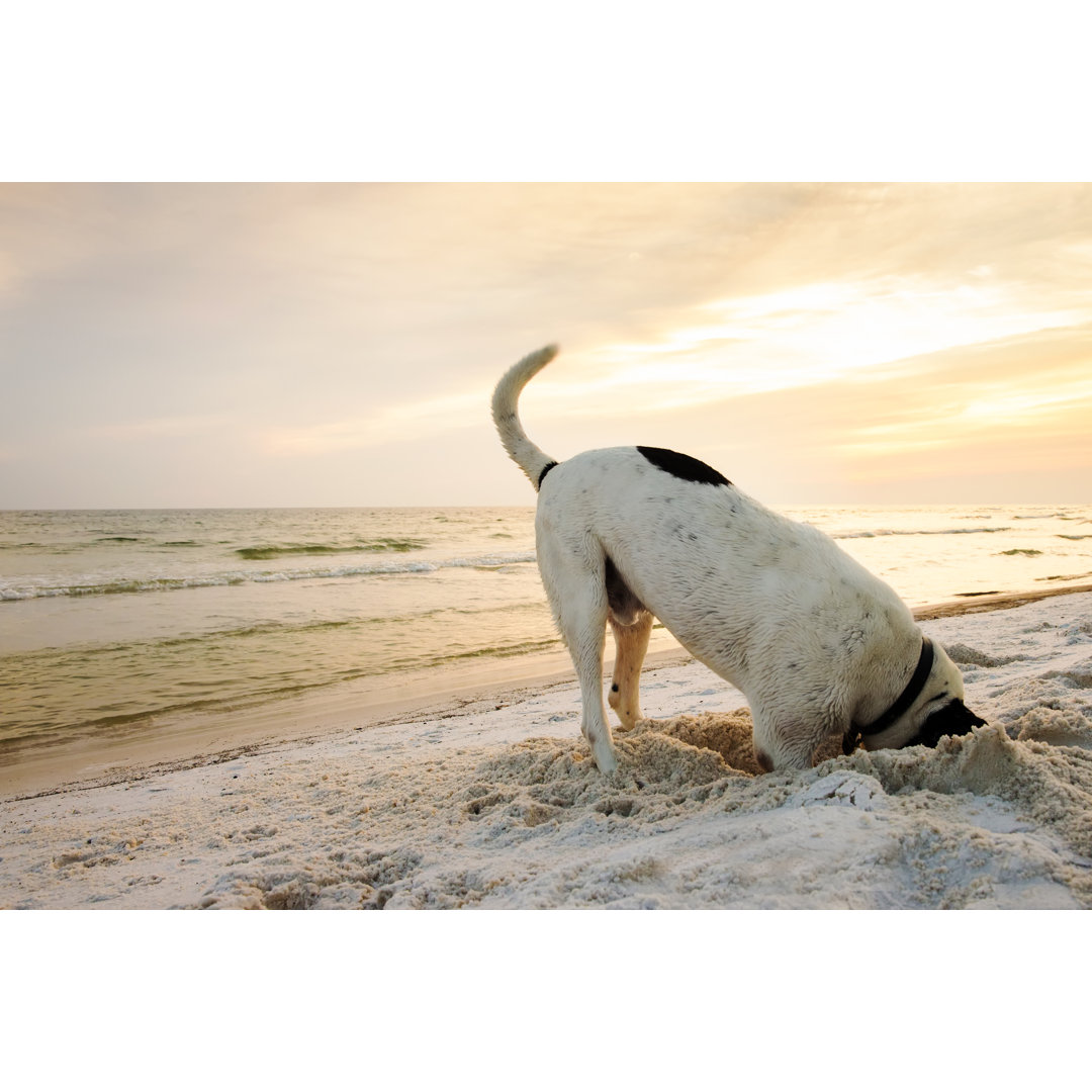 Hund sucht am Strand