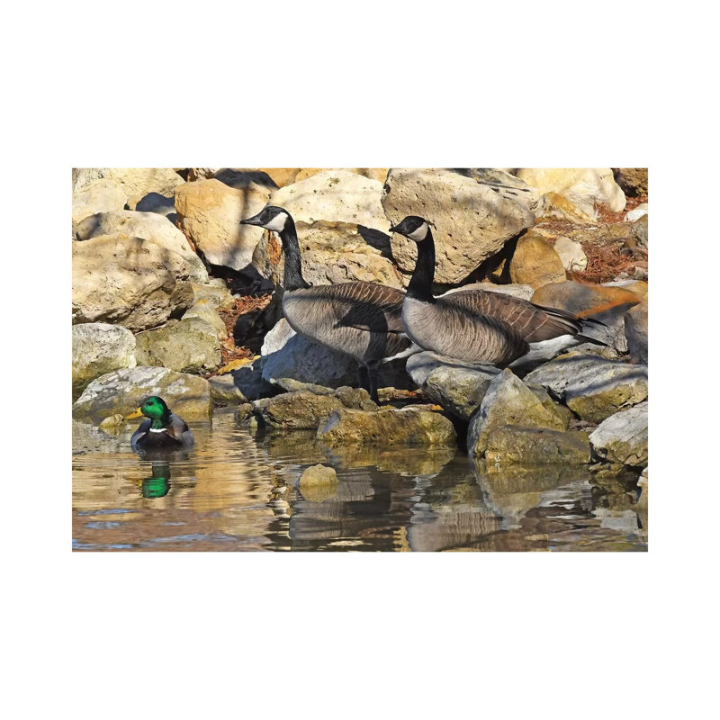 Waterfowl On The Rocks by Brian Wolf - Wrapped Canvas Print, 45.72cm H x 66.04cm W x 1.91cm D