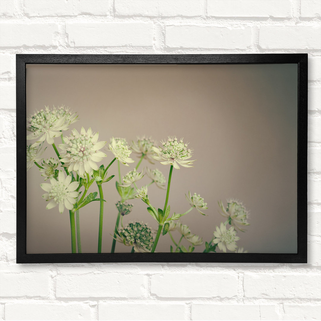 White Flowes On The Grey - Closed Corner Frame Kunstdrucke auf Holz