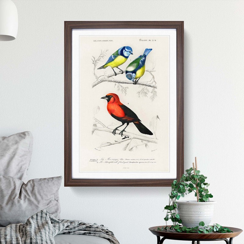 Bird Illustrations PL. 3B by Charles D' Orbigny - Single Picture Frame Painting, 45cm H x 33cm W x 2cm D, Walnut Framed