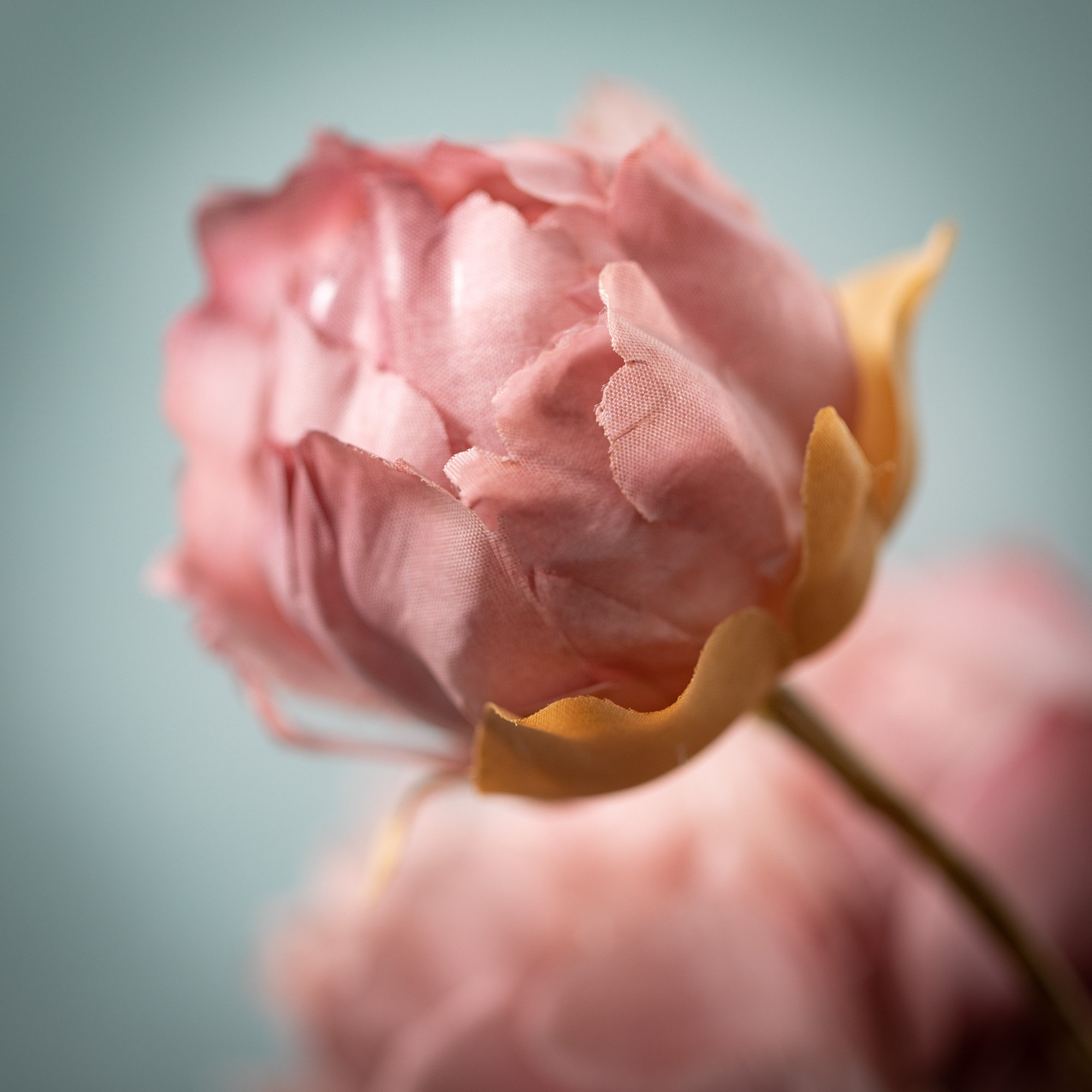 Nod To Nature Classic Blooming Peonies, Pink, 22" H x 6" W x 3.25" D
