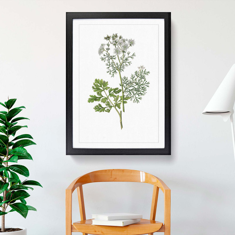 Coriander Flowers Illustration - Picture Frame Painting Print, Black Framed, 36cm H x 27cm W x 2cm D
