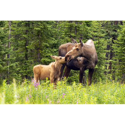 Moose by ChrisBoswell - Wrapped Canvas Print