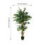 Arbre ficus en pot