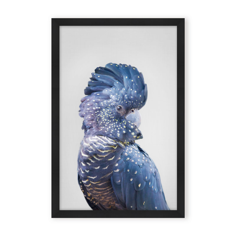 Nature Inspired Black Cockatoo by  - Picture Frame Photograph on Paper, 36" H x 24" W x 1.125" D, Framed Matted Print, Black