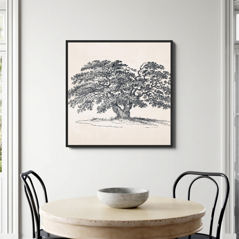 «Wide Oak Tree S Croquis» par Apolo, Non, H 36 po x l 36 po, Papier avec cadre simple noir