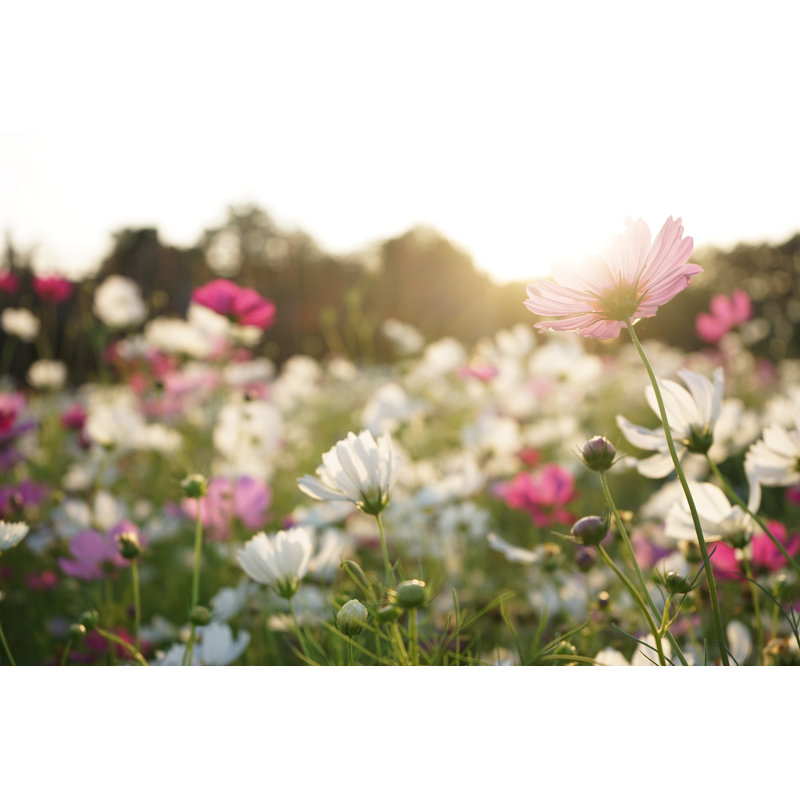 Fleurs de cosmos - photographie sur toile, H 8 po x l 12 po