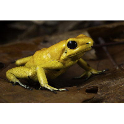 " Poison Dart Frog " by Kikkerdirk