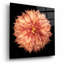 Art mural en verre épique «Dahlia 1» par Debra Van Swearingen, 12 po x 12 po