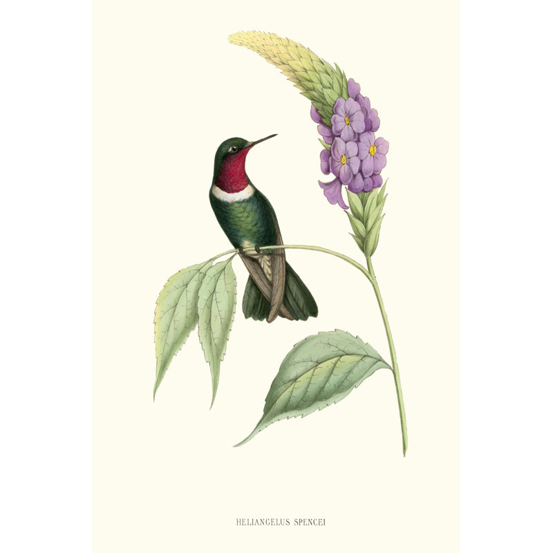 Hummingbird And Bloom II by Mulsant & Verreaux - Wrapped Canvas Painting, 46cm H x 30cm W x 3.8cm D