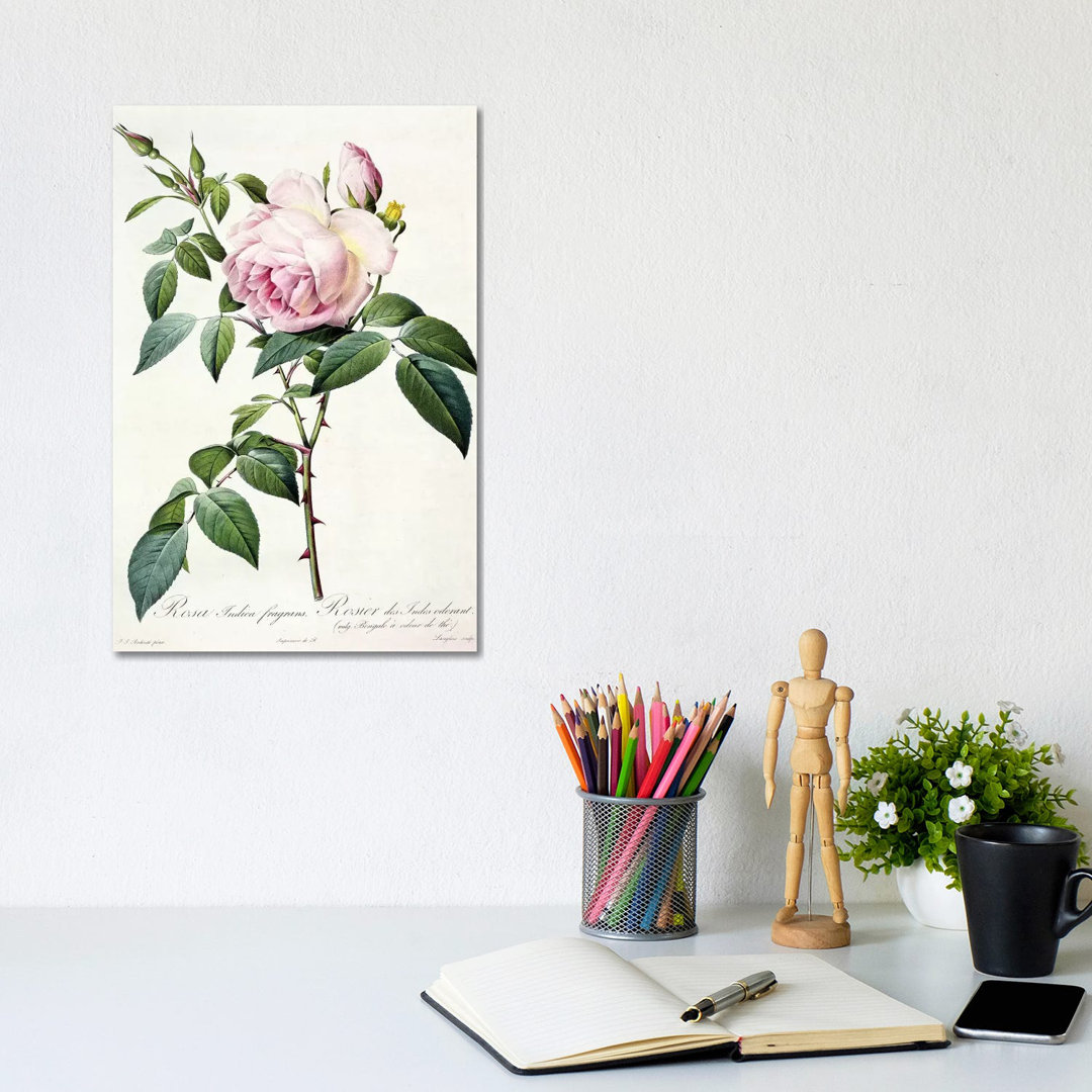 Rosa Indica Fragrans, Engraved By Langlois, Published By Remond by Pierre-Joseph Redouté - Gallery-Wrapped Canvas Giclée on Canvas